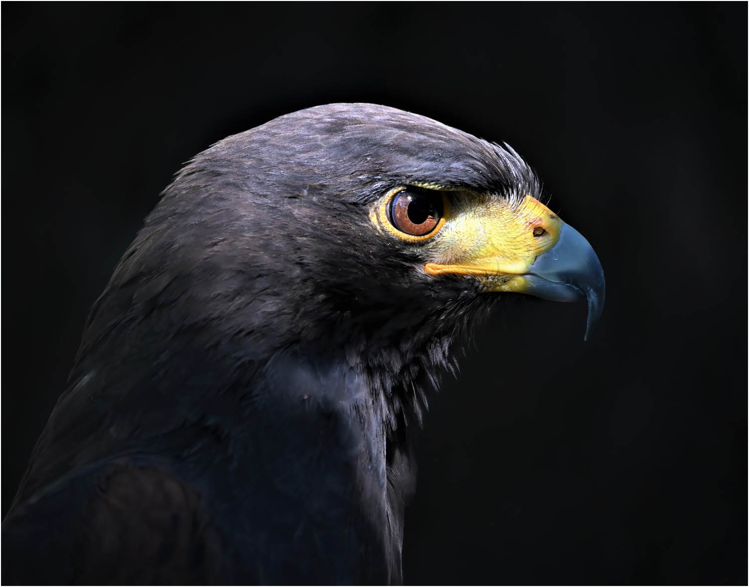 Milica Plavsic - Harisov Jastreb